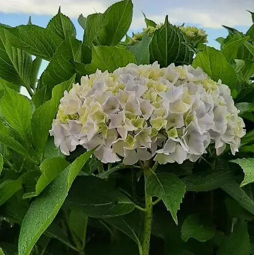 Casa Pinna Di Stresa 아파트